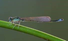 Landscape management-plan to protect and enlarge the populations of 23 red list plant-species, 9 endangered amphibians and reptils, 9 dragonflys from which 2 are red list-species, 14 grashop…