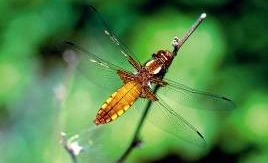 Building Dragon Flies pond in cooperation with a local school and WWF
