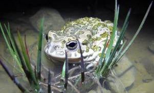Creating habitats similar to the old Danube riverside to protect  several endangered species.