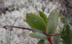 To create a replacement habitat for the blue chequered butterfly.