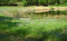 Conversion of a quarry into a natural zone, while maintaining and increasing biodiversity