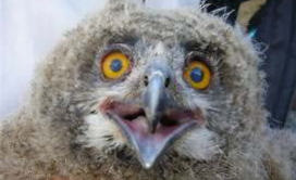 Recolonisation of Carmeuse quarry sites by the Eurasian Eagle Owl