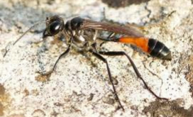 Reconstructing areas similar to those of the neighbouring Natura 2000 zones