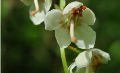 This site is considered as a Site of Great Biological Interest by the Walloon Region and is now covered by a convention signed in 2012 between CUP and Action Nature
