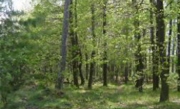 Maximal use of natural evolution to turn a formerquarry into a part of a Natura 2000 system