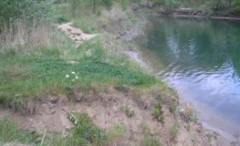 Protecting seriously endangered Beavers