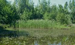 Structuring of a peaceful area for wildlife, especially wild birds, and creation of an observatory of nature and wetlands for the public