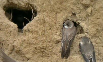 To protect a large area of breeding for the European Bee-eater and the Sand Martin, with abrupt walls non accessible to walkers