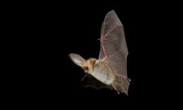 Creating a special habitat for endangered species of bats at the Mazières quarry