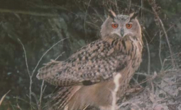 Protection of the eagle owl