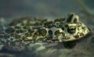 Protection of endangered species of amphibians