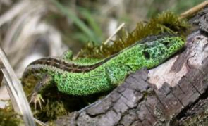 Barren areas of renatured quarries enable the survival of many species, including red list ones