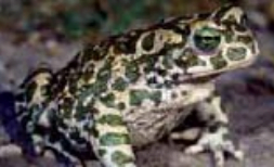 To promote the long-term, comprehensive settlement of the green toad