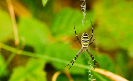Developing and implementing a monitoring plan for ecological restoration including biodiversity management