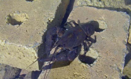 To create a crayfish sanctuary in a working sandpit