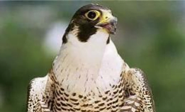 To protect the peregrine falcons