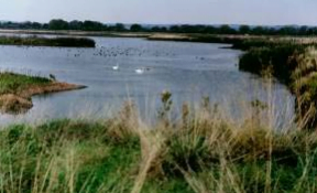 Restoration of a quarry site to a nature reserve, incorporating numerous lakes