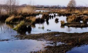 Development of a community nature reserve