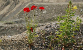 Monitoring certifying restored sites