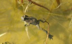 To encourage the survival of the yellow-bellied toad