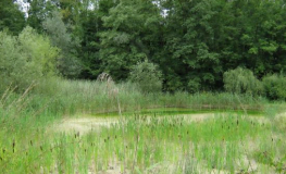 Creation of a nationally important amphibian spawning ground