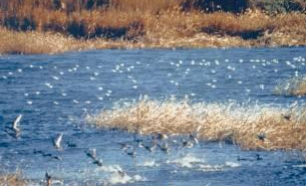 Creation of an ecosystem rich in animal and vegetal species, turning it into one of the most important Reserve of endangered birds in the Community of Madrid