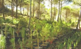 To reproduce the Mediterranean surrounding forest, looking for a maximized integration of the restored site