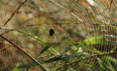 Protection and preservation of the SAC Ladra-Támoga-Parga