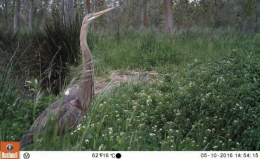 A study has been made in applied research for the management of biodiversity in gravel extraction sites with permanent water ponds, both restored and in operation, to assess the compatibilit…