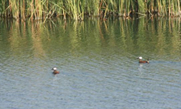 To recover the natural habitats for aquatic bird