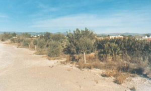 Works of hydro-seeding of native species with the aim of fixing the soil on the slopes in order to avoid landslide and to accelerate the restoration