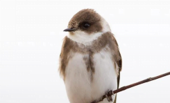 Contribution of aggregate sector to the recovery of an endangered species: the case of the sand martin