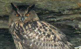 To protect the endangered eagle owl