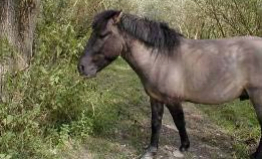 A management convention has been signed between naturalists and the town of Pont à Mousson in order to control the natural colonisation of the area with willows and to gather data on habita…
