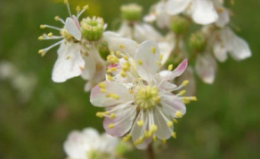 To preserve specific plants of alluvial plains of Lorrain and under regional protection
