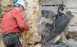 To make durable the reproduction of the Peregrine Falcon on an active quarry
