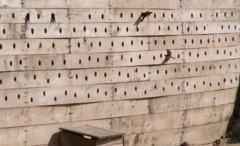 To attract the sand Martin colony in a quiet part of the quarry in order to sustain its nesting habit