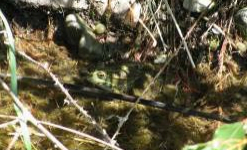 To protect and sustain a population of Natterjack toad