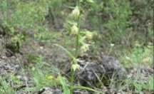 To preserve an orchid under regional protection