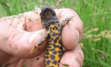 Creation of a natural regional reserve and implementation of a Long term Biodiversity Index