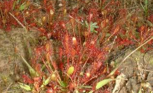 Monitoring and preservation plan for the DROSERA rotundifolia carnivorous plant