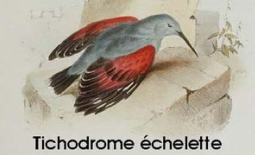 The site was rehabilitated so that birds could recolonize the rock stiffs