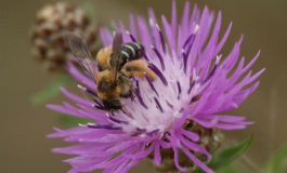 Saving and creating new biotopes for the conservation of rare species of flora growing on sandy soils and rare Hymenoptera using silt and sand berms as reproduction substrates