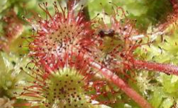 To create a water ponds network to provide shelter to the round-leaved sundew