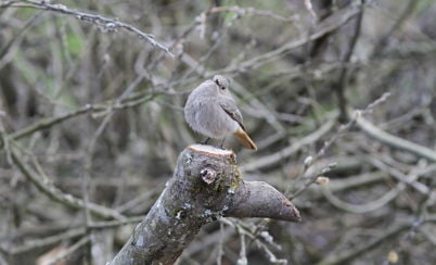Biodiversity in Kallered Quarry and surroundings