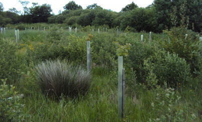 Wood farm and Bubbenhall wood, Smiths Concrete Bubbenhall quarry