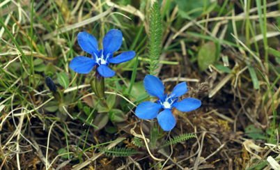 Transplantation of nutrition-poor grassland