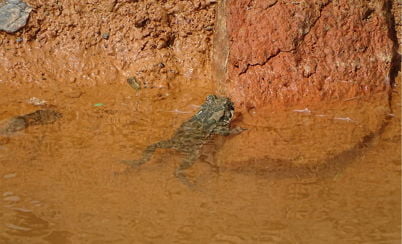 Development of a biological diversity in an ongoing operation